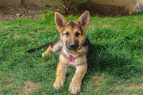  Owning a German Shepherd puppy is a great pleasure and we enjoy their adorable activities most of the time, but at the same time, it can also become quite frustrating when they poop